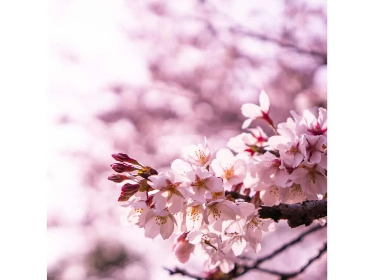 Hakugei Ryokan - Vacation Stay 30349V Τόκιο